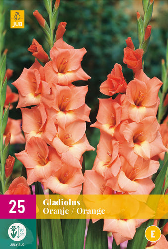 Gladiola Orange 12/14 XXL (25 gab. paciņā)
