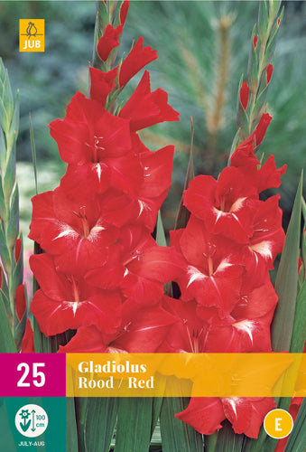 Gladiola Red 12/14 XXL (25 gab. paciņā)