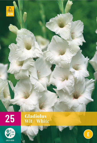 Gladiola White 12/14 XXL (25 gab. paciņā)