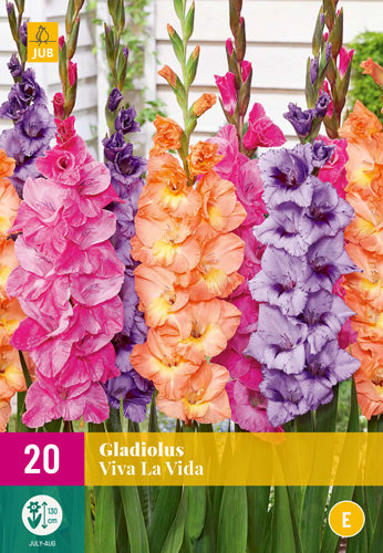 Gladiola Viva La Vida 12/14 XXL (20 gab. paciņā)