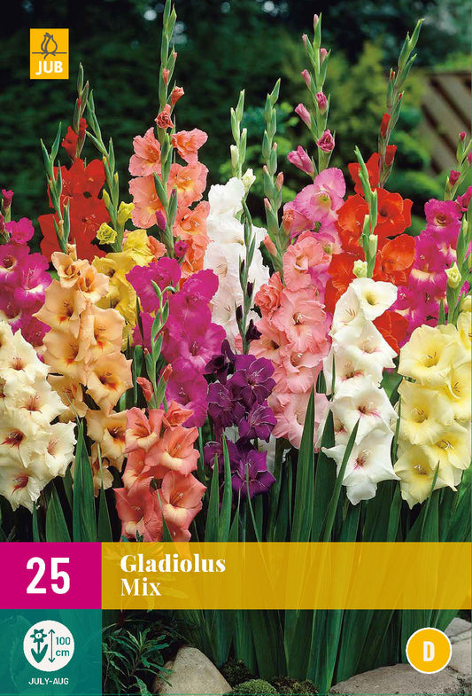 Gladiola Mix 12/14 XXL (25 gab. paciņā)