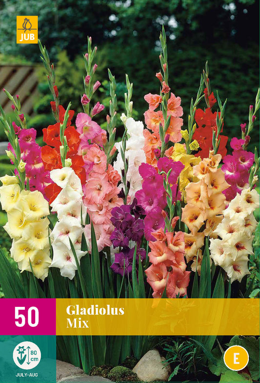 Gladiola Mix 10/12 XXL (50 gab. paciņā)