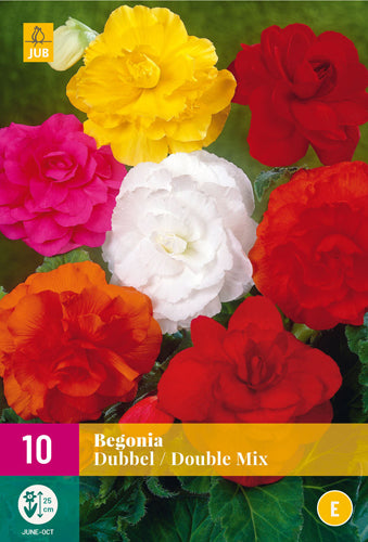 Begonija Double Mix 3/4 (10 gab. paciņā)