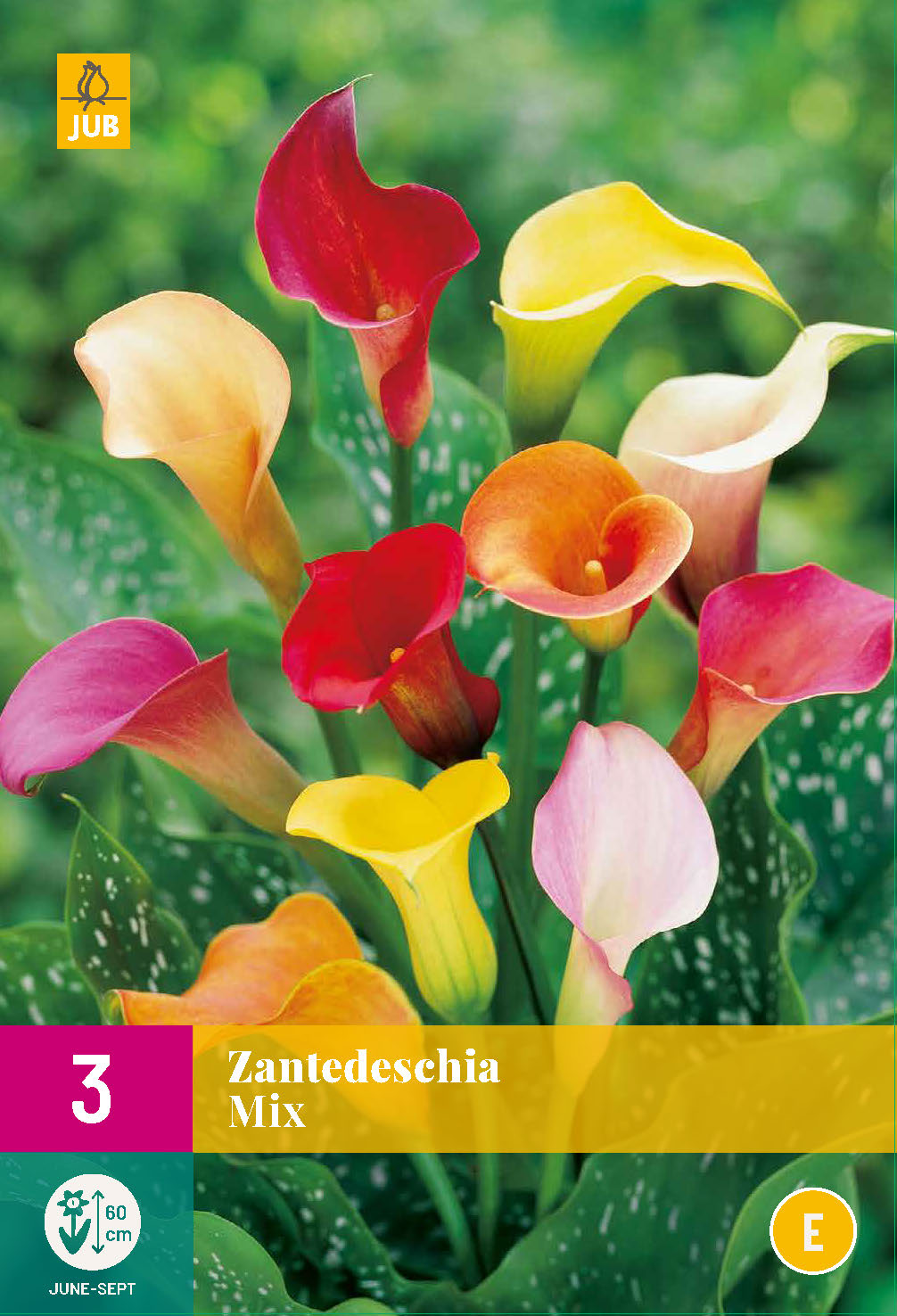 Etiopijas dižkalla (zantedešija) Mix 14/16 XXL (3 gab. paciņā)