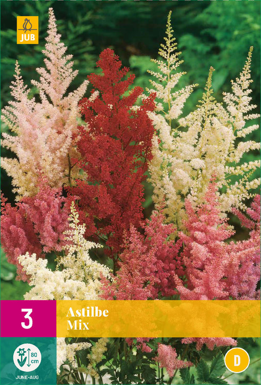 Astilbe Mix XXL (3 gab. paciņā)