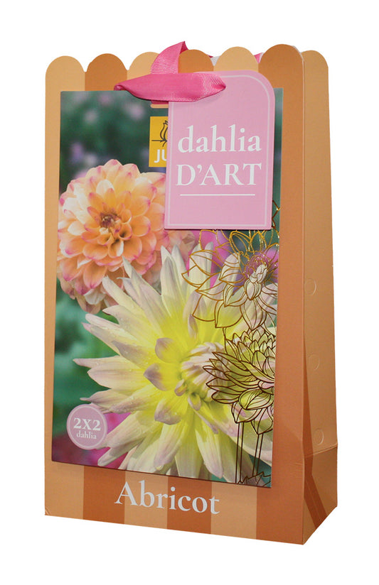 Dārza dālija Dahlia  Abricot 4 bag
