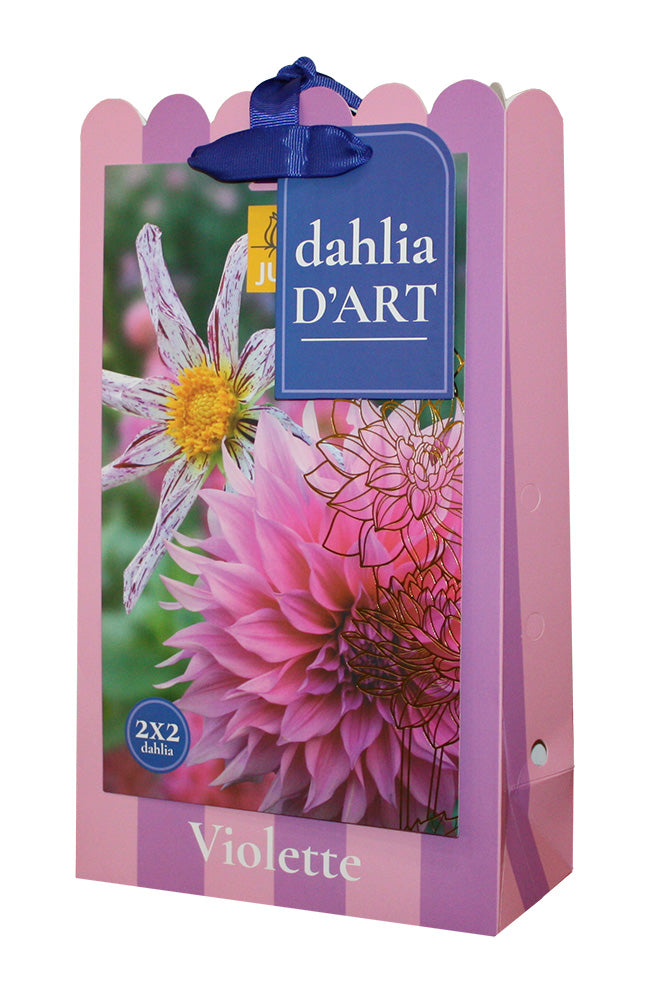 Dārza dālija Violette (4 gab. maisiņā)