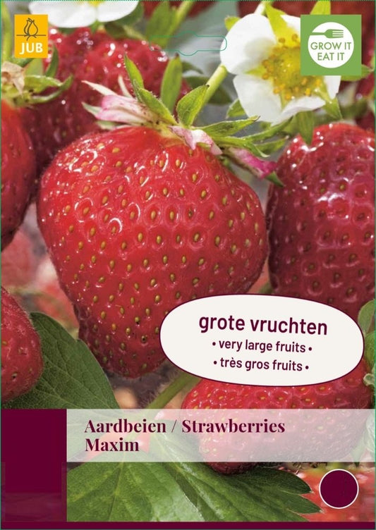 Maxim Bag 10 (1 gab. paciņā)