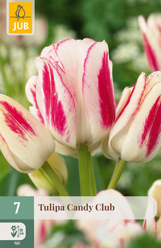 Tulpe, daudzziedu Candy Club 11/12