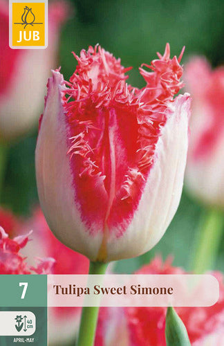 Tulpe, bārkstaina Sweet Simone 11/12