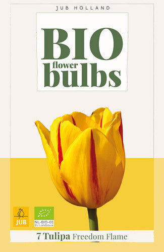 Tulpe, Fostera Freedom Flame 11/+