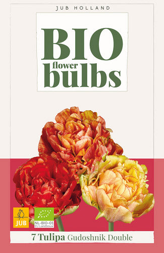 Tulpe, vēla, pild. z. Gudoshnick Double 11/+