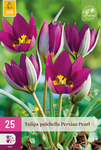 Tulpju maisījums Persian Pearl 6/+