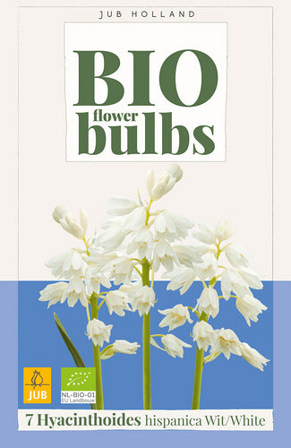 Spānijas pahiacinte White (BIO) 7/+