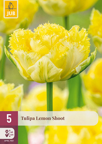 Tulpe, bārkstaina Lemon Shoot 11/12