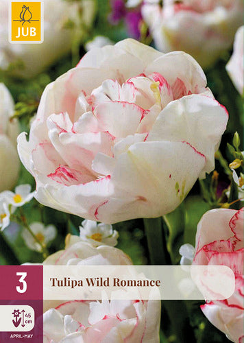 Tulpe, bārkstaina Wild Romance 12+