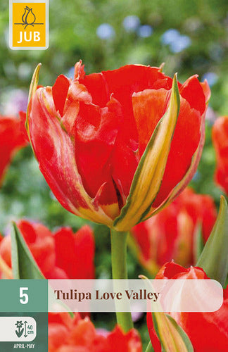 Tulpe, Fostera Love Valley 11/12