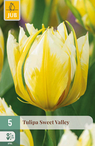 Tulpe, Fostera Sweet Valley 11/12