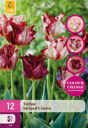 Tulipa, triumfa (kroņa) Striped Crown 11/12