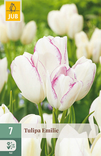 Tulipa, daudzziedu Emilie 11/12