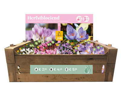 Krokuss Autum Flowering Counter Box (kartona kastē)