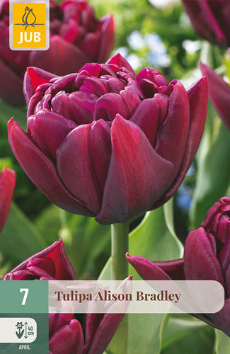 Tulpe, agra, pild. z. Alison Bradley 11/12