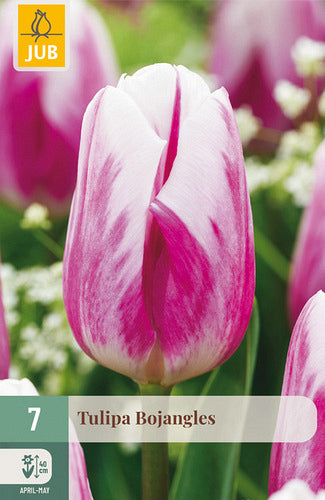 Tulpe, triumfa Bojangles 11/12