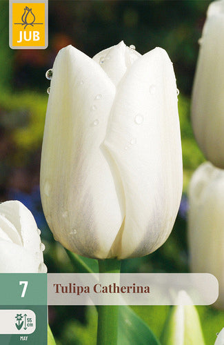 Tulpe, vēla, vienk. z. Catherina 11/12