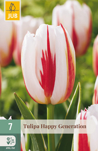 Tulpe, triumfa Happy Generation 11/12