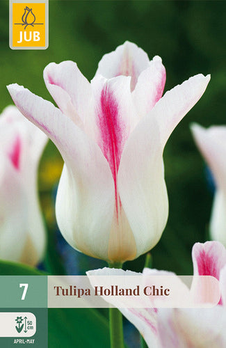 Tulpe, lilijziedu Holland Chic 11/12