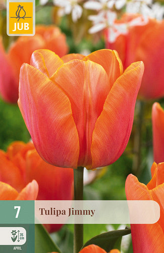 Tulpe, triumfa Jimmy 11/12
