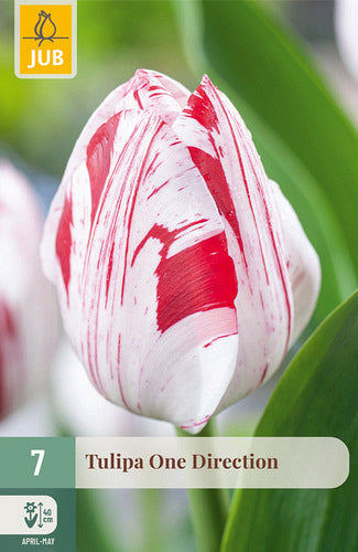 Tulpe, triumfa One Direction 11/12