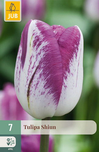 Tulpe, triumfa Shiun 11/12