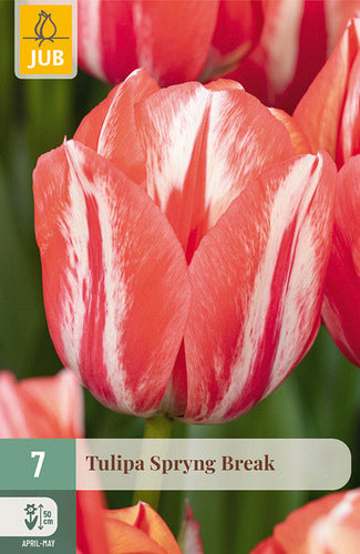 Tulpe, Darvina hibrīds Spryng Break 11/12