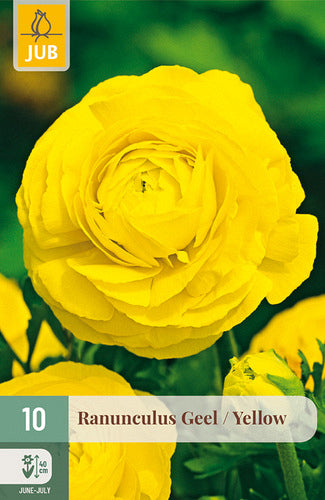 Āzijas gundega Yellow 6/7