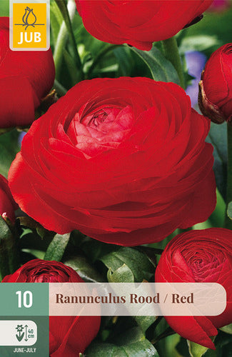 Āzijas gundega Red 6/7
