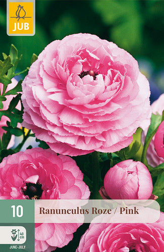 Āzijas gundega Pink 6/7