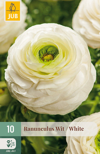Āzijas gundega White 6/7
