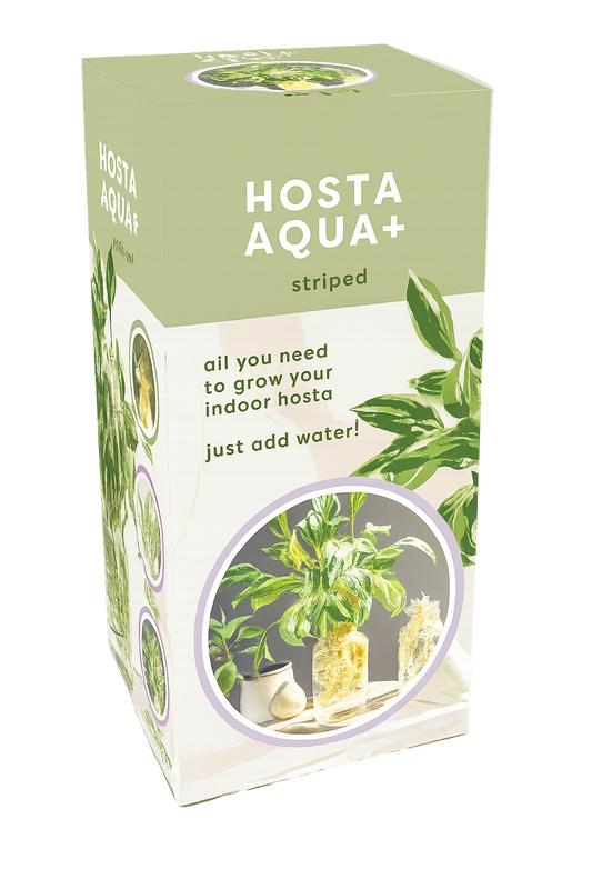 Strīpainā hosta vāzē (dāvanu kaste)