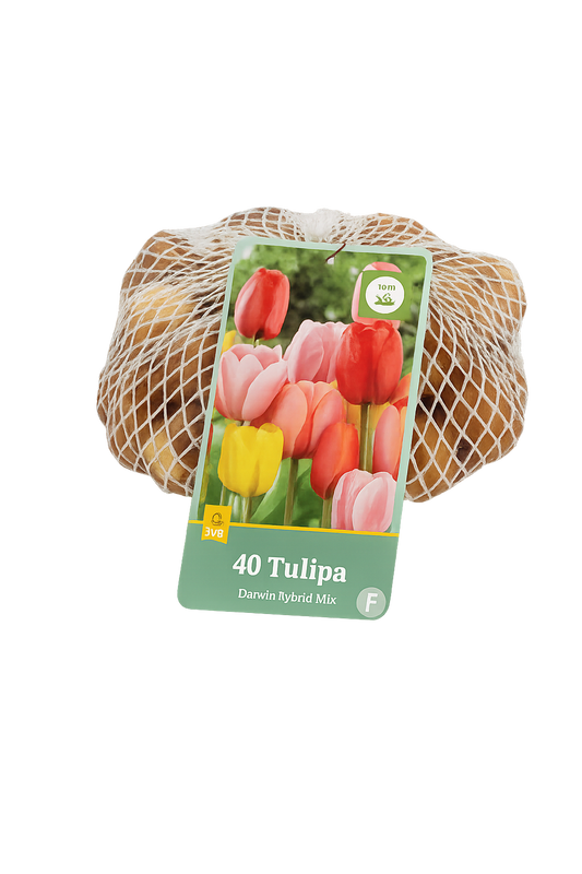 Tulpe Darvina hibrīdu Mix 11/12 (40 sīpoli tīkliņā)