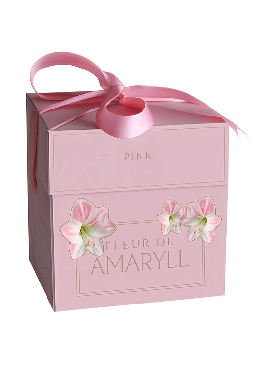 Hipeastrs Fleur D'Amaryll Pink (dāvanu kastītē) 28/30