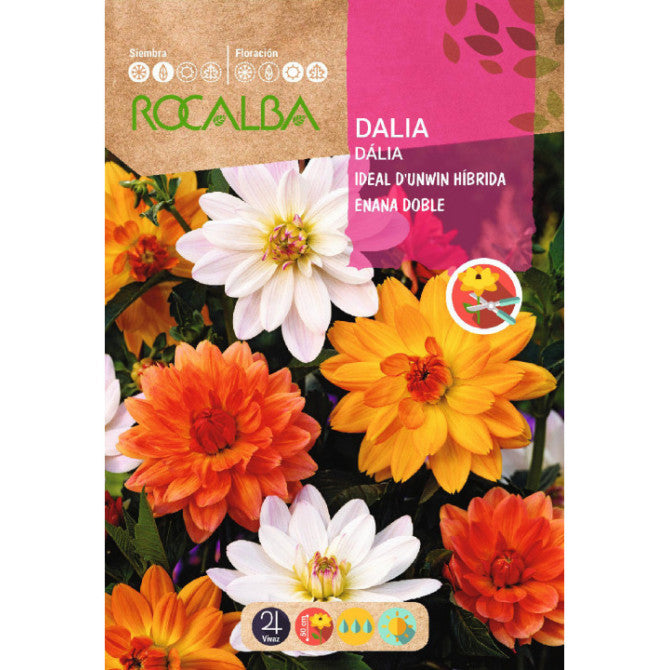 Dālijas Ideal D`unwin 2g