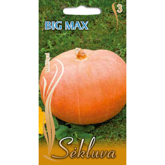 Ķirbis (SEKLUVA) BIG MAX 14 sēklas