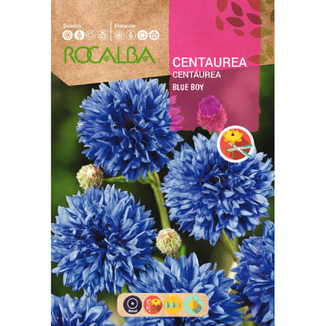 Rudzupuķes zilās Blue Boy 10g