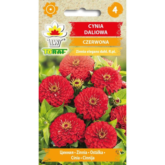Cinnijas (TORAF) sarkanas 1g PL902644953/056