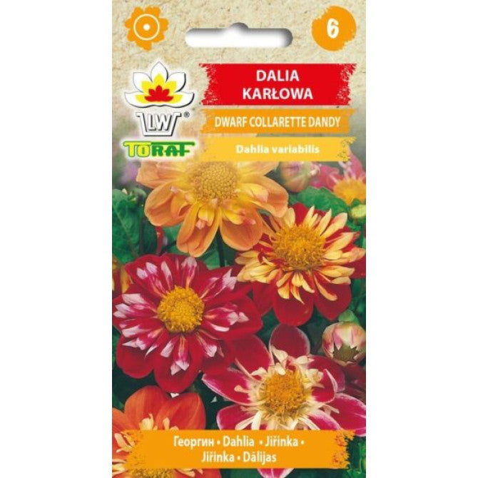 Dālijas Collarette Dandy 0.5g NL181491.43