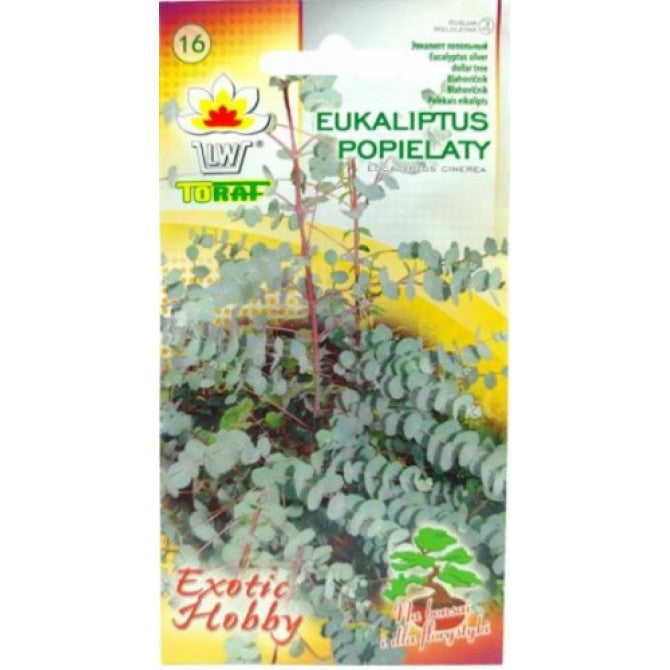Eikalipts sudraba naudas koks (pelēkais) 20 sēklas PL201604335/699RP
