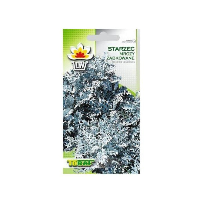 Cinerārija- krustaine 0.2g NL181491.87