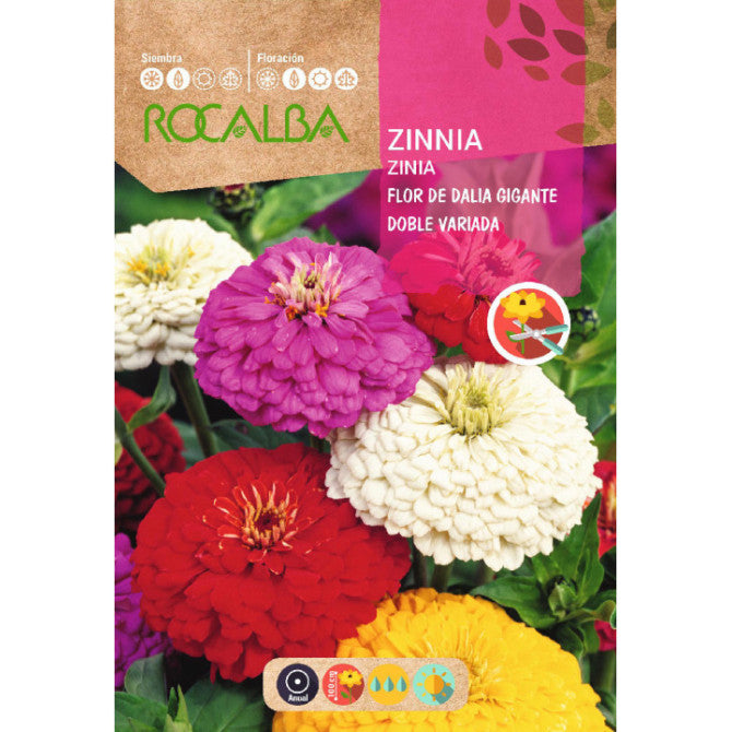 Cinnijas Flor de Dalia gigante doble 6g