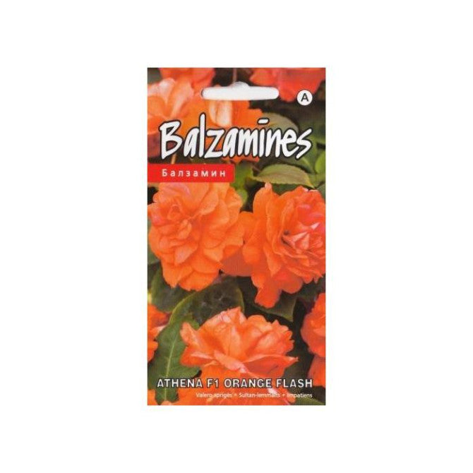 Balzamīnes Athena F1 Orange Flash 5s